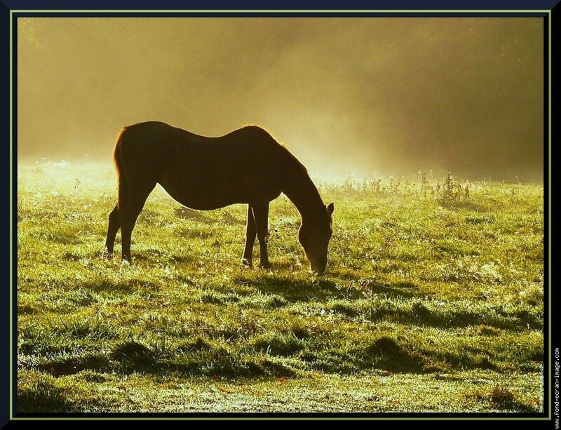 Horse grazing in morning mist
