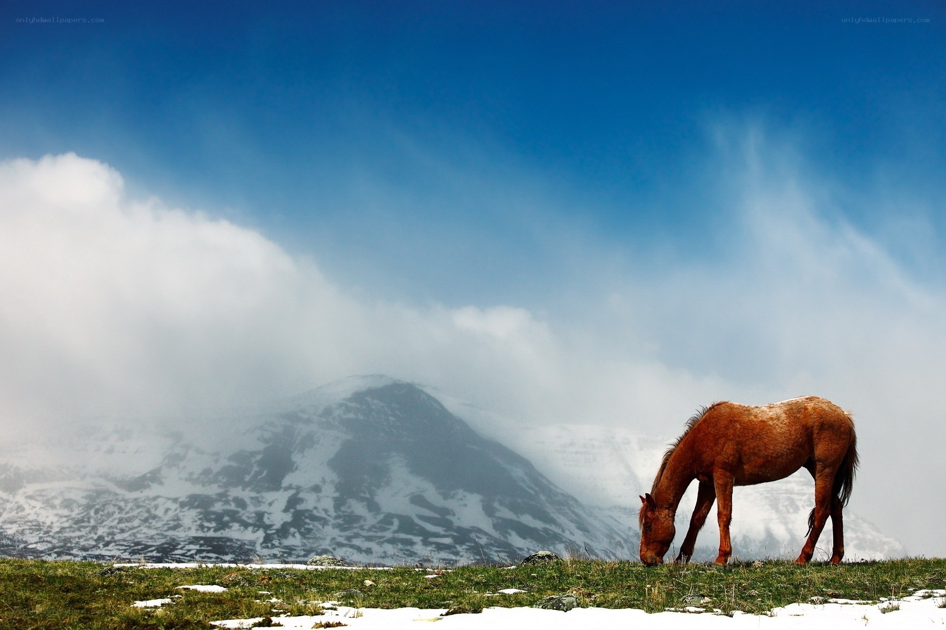 Horse grazing in mountain landscape