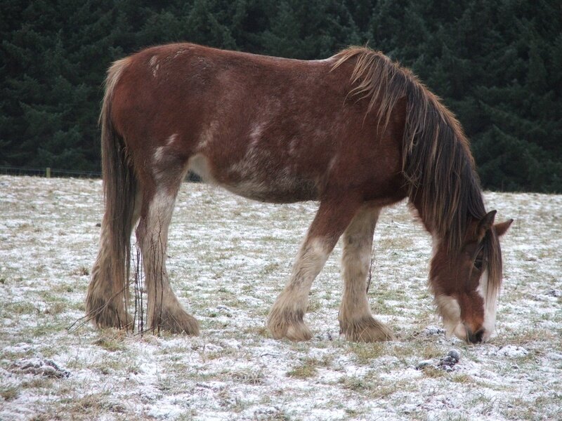 horse grazing in snow
