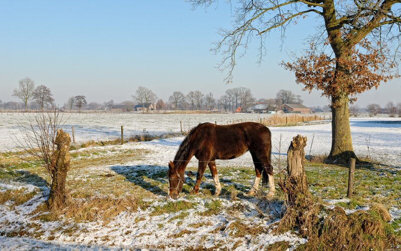 Horse grazing in snowy field