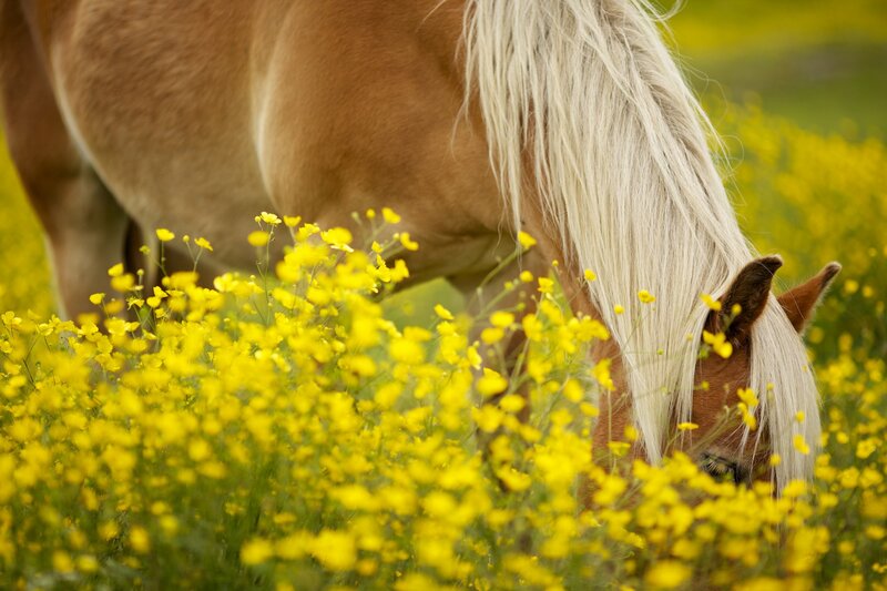 Horse grazing in yellow flowers