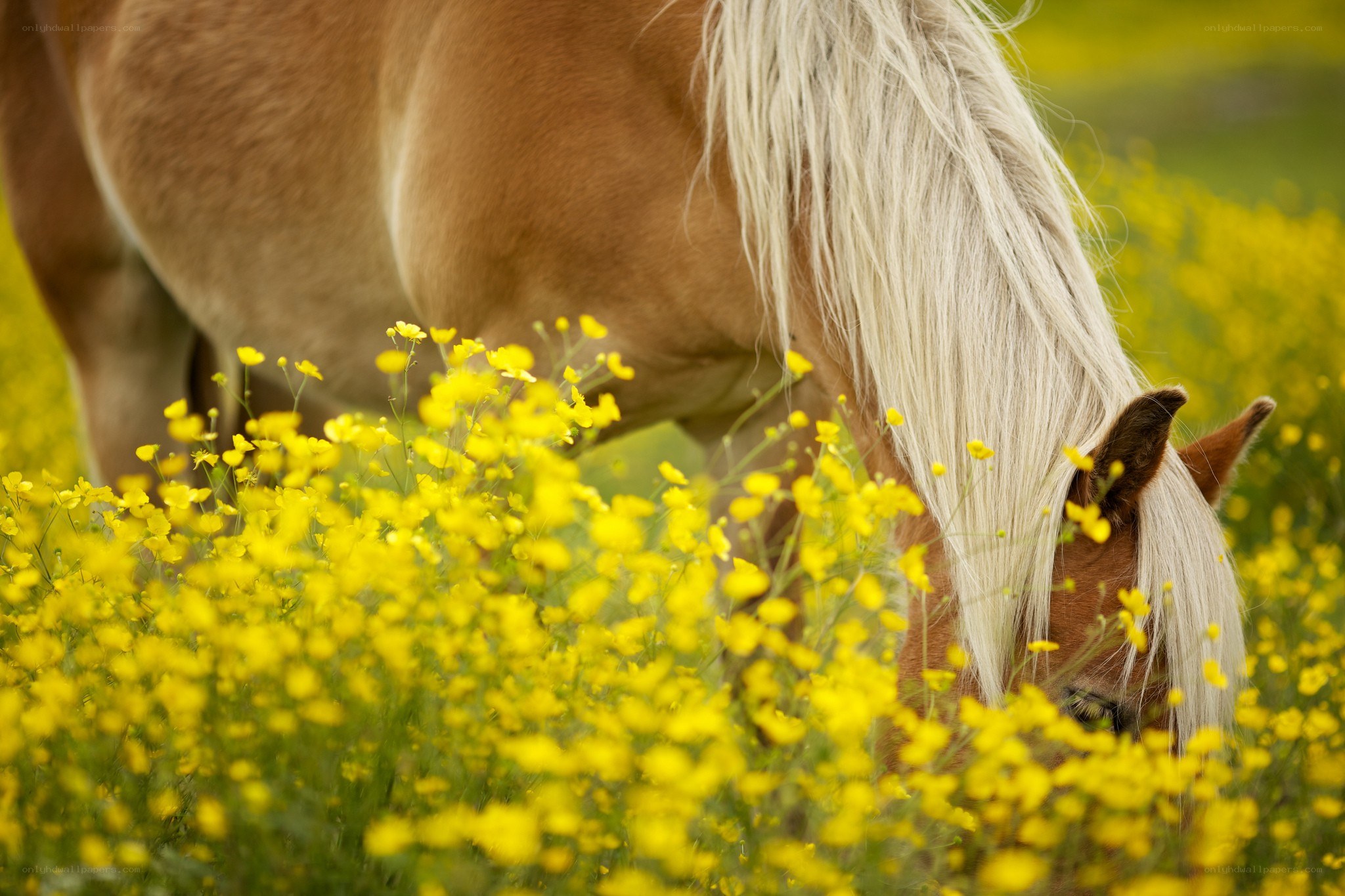 Horse grazing in yellow flowers