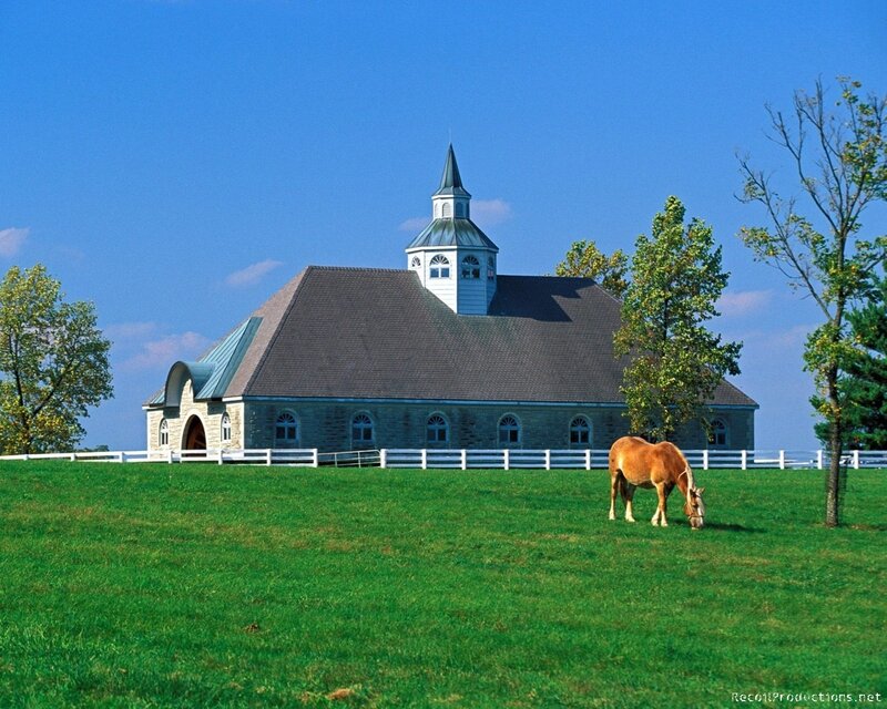 Horse grazing near a barn