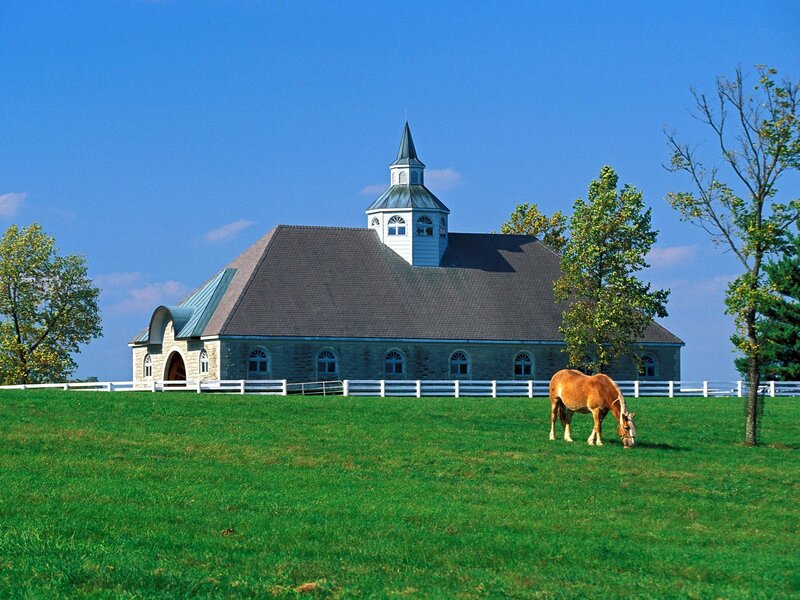 Horse grazing near barn