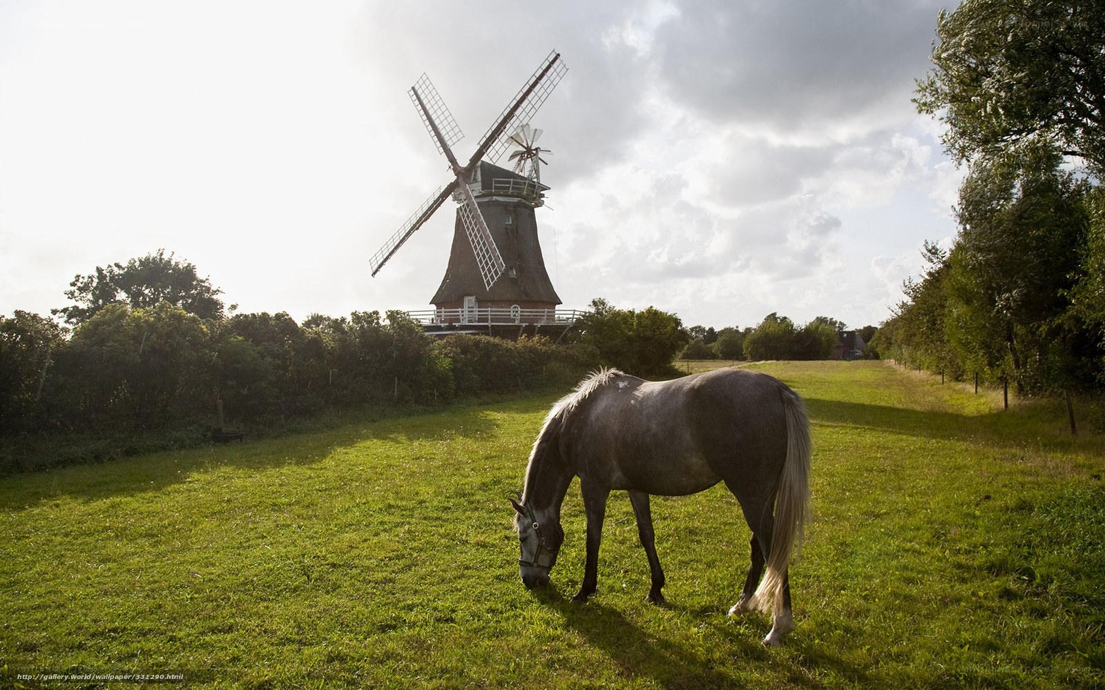 Horse grazing near windmill