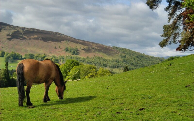 Horse grazing on a green hill