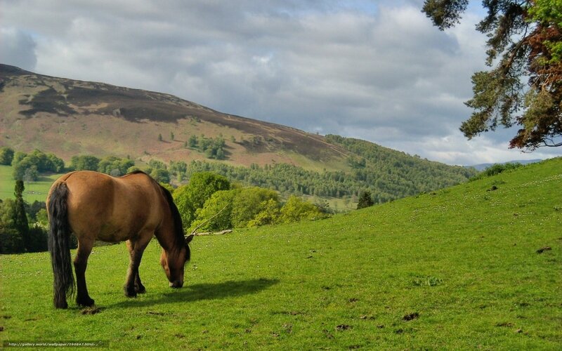 horse grazing on a hillside