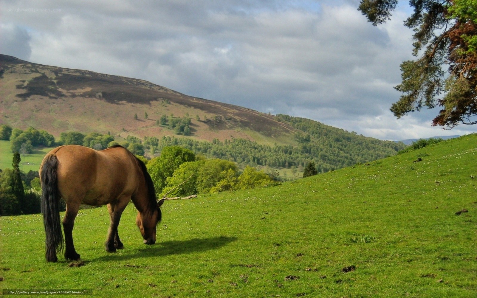horse grazing on a hillside
