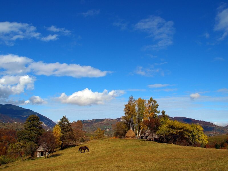 Horse Grazing on Hill