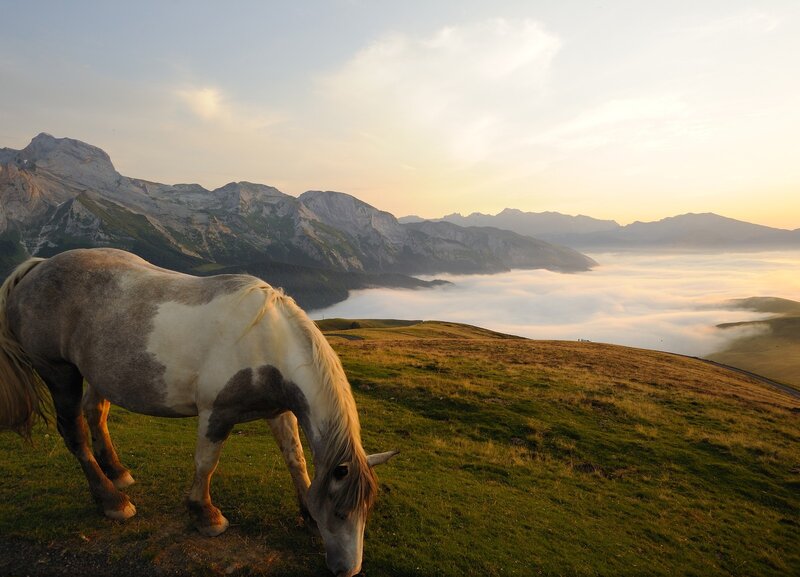 Horse Grazing on Hillside