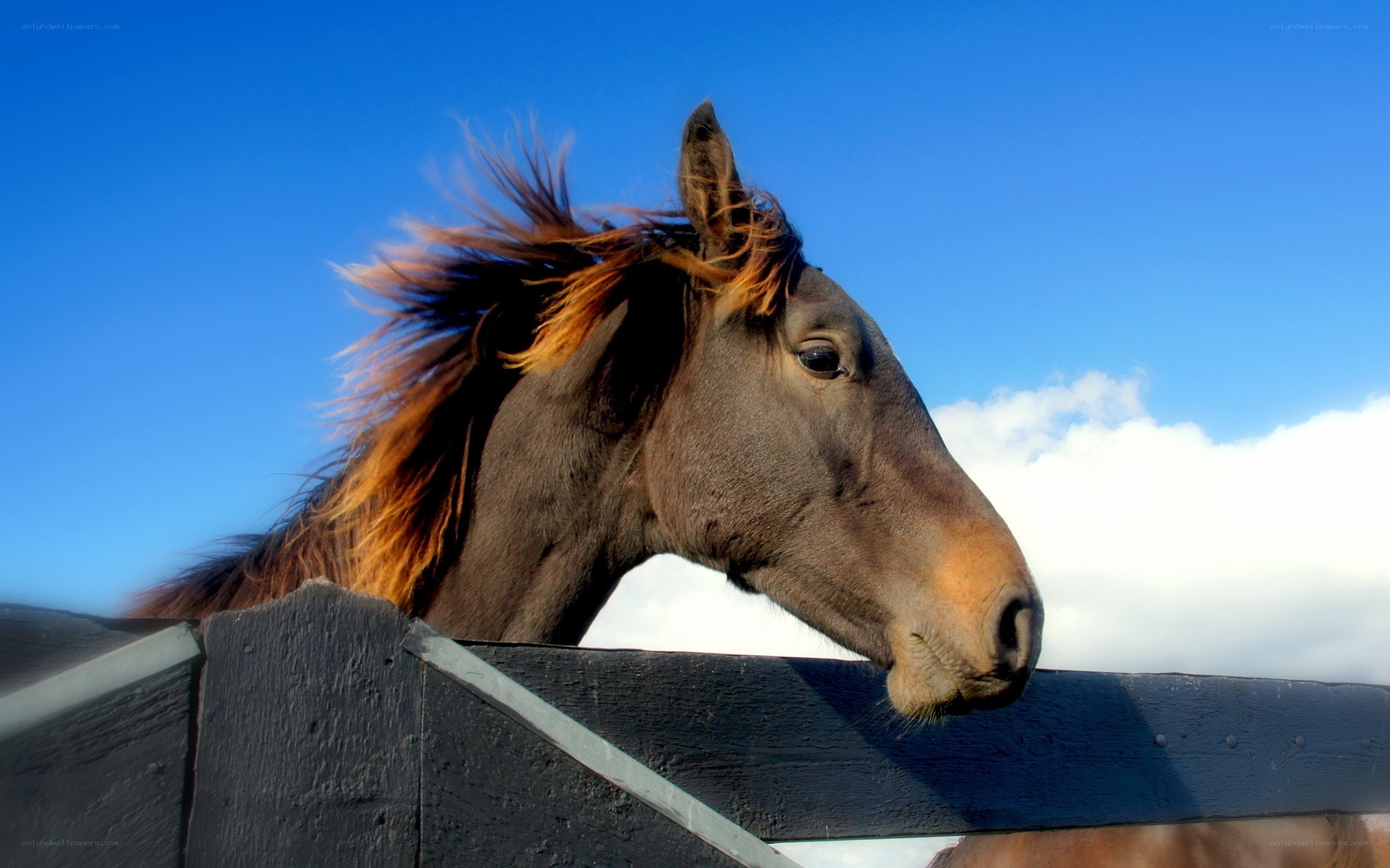 horse head against blue sky