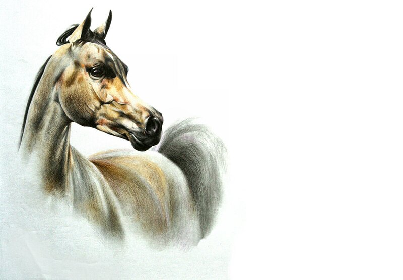 Horse Head and Neck