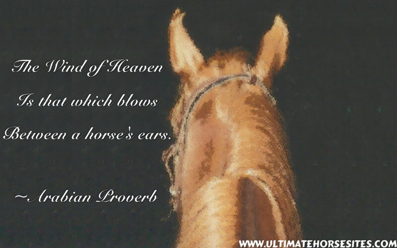 Horse Head from Behind — Brown