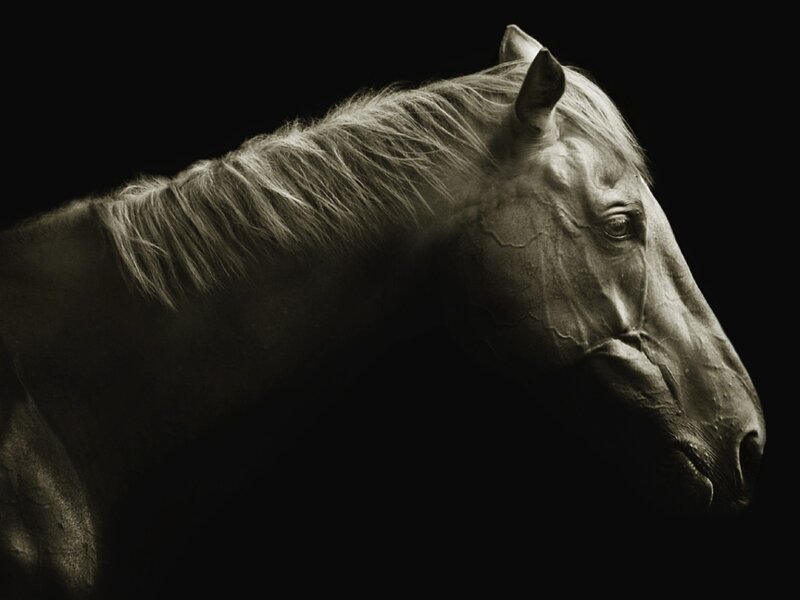 Horse Head in Profile — Black