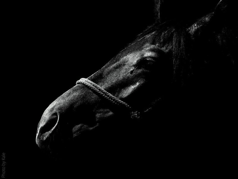 Horse Head in Profile