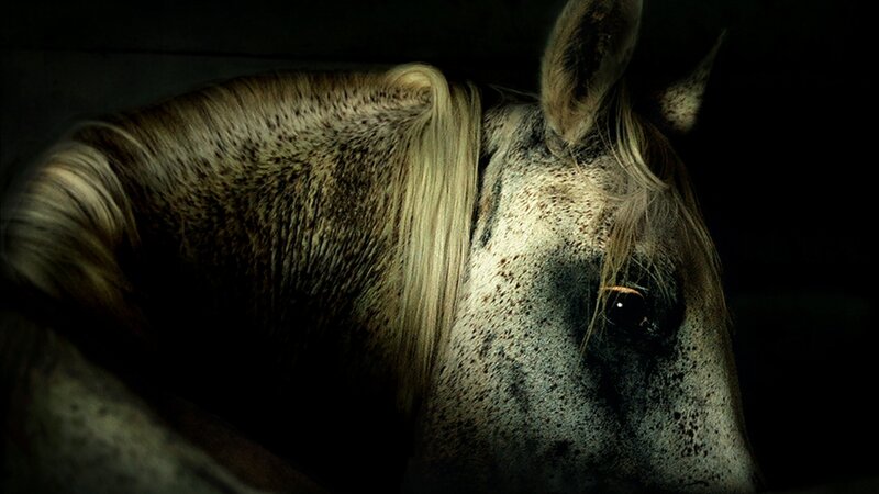 Horse Head in Shadow