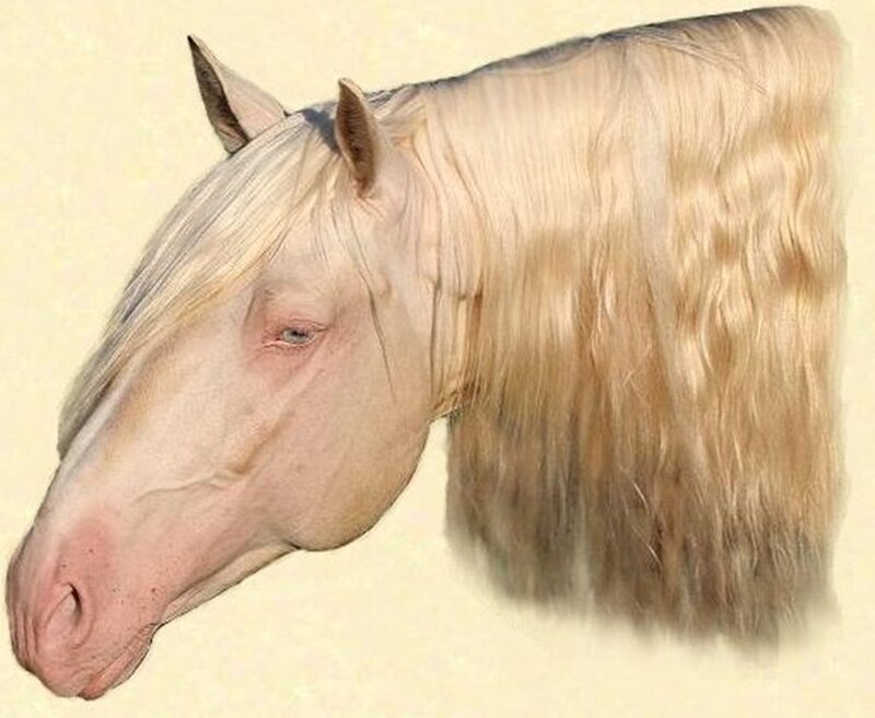 Horse Head Portrait