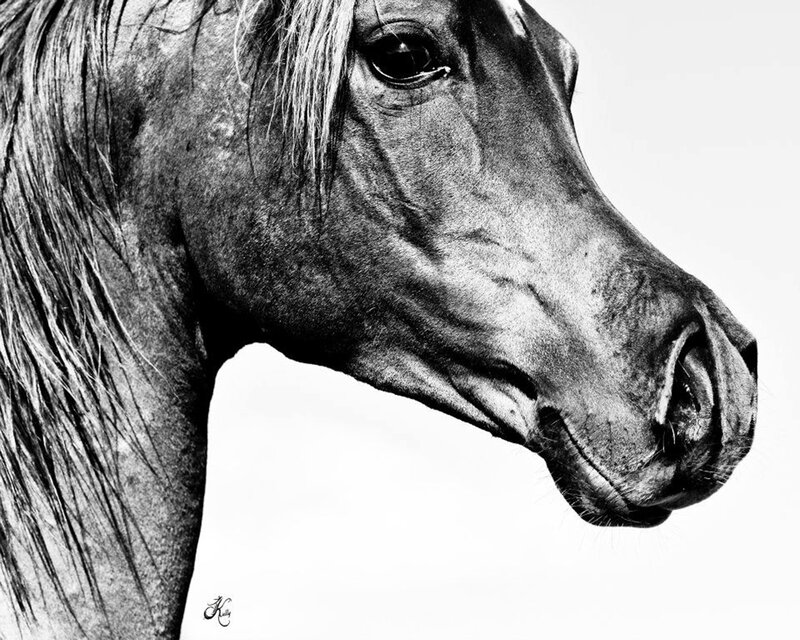 Horse Head Profile — Black