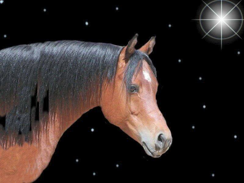 Horse Head Profile