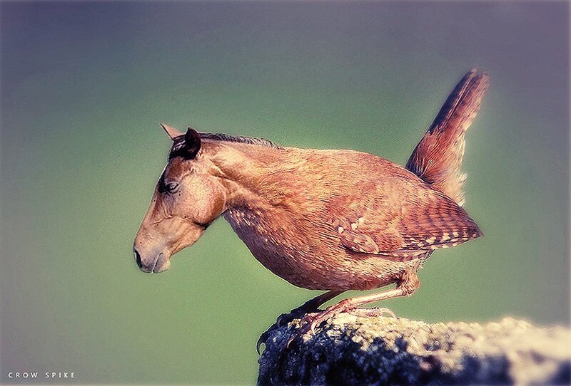 Horse-headed Bird — Brown