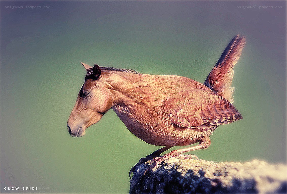 horse-headed bird