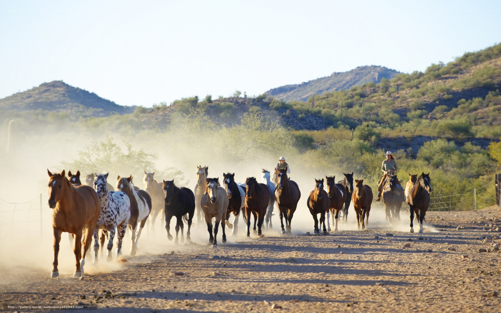 Horse herd being herded on trail