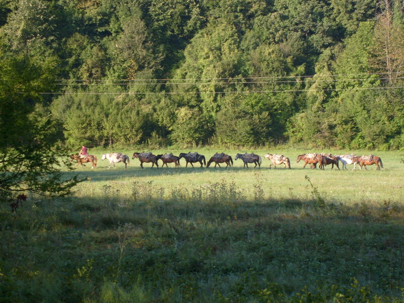 Horse Herd in Field