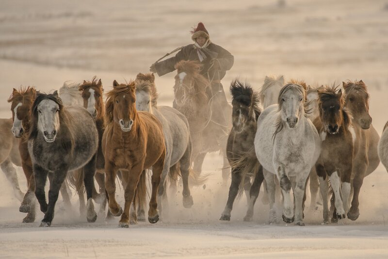 Horse Herd Running