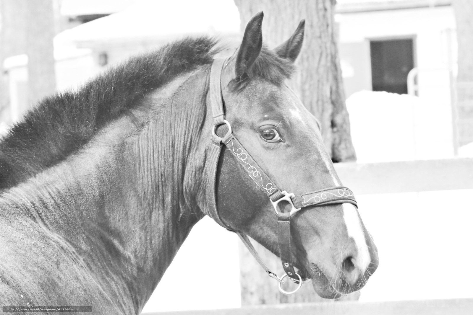 horse in a bridle