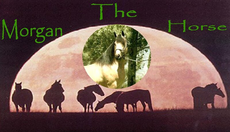 Horse in a Circle
