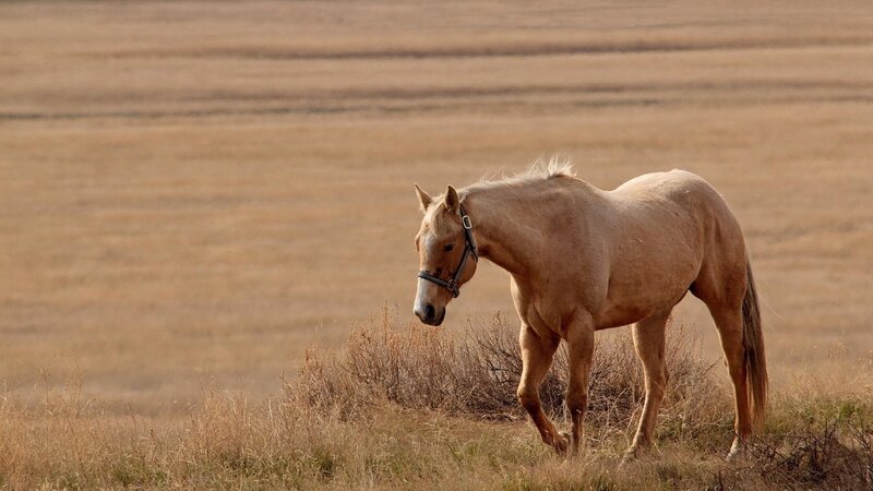 horse in a dry field