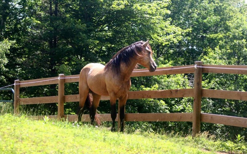 horse in a fenced pasture