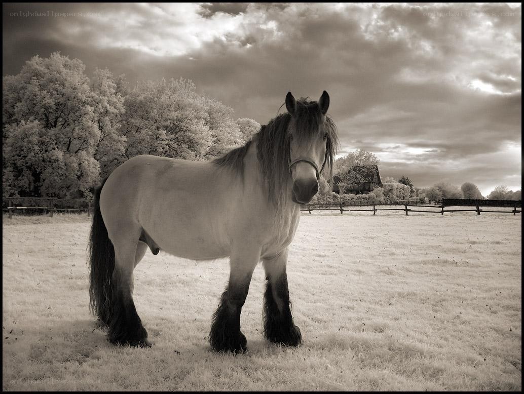 horse in a field