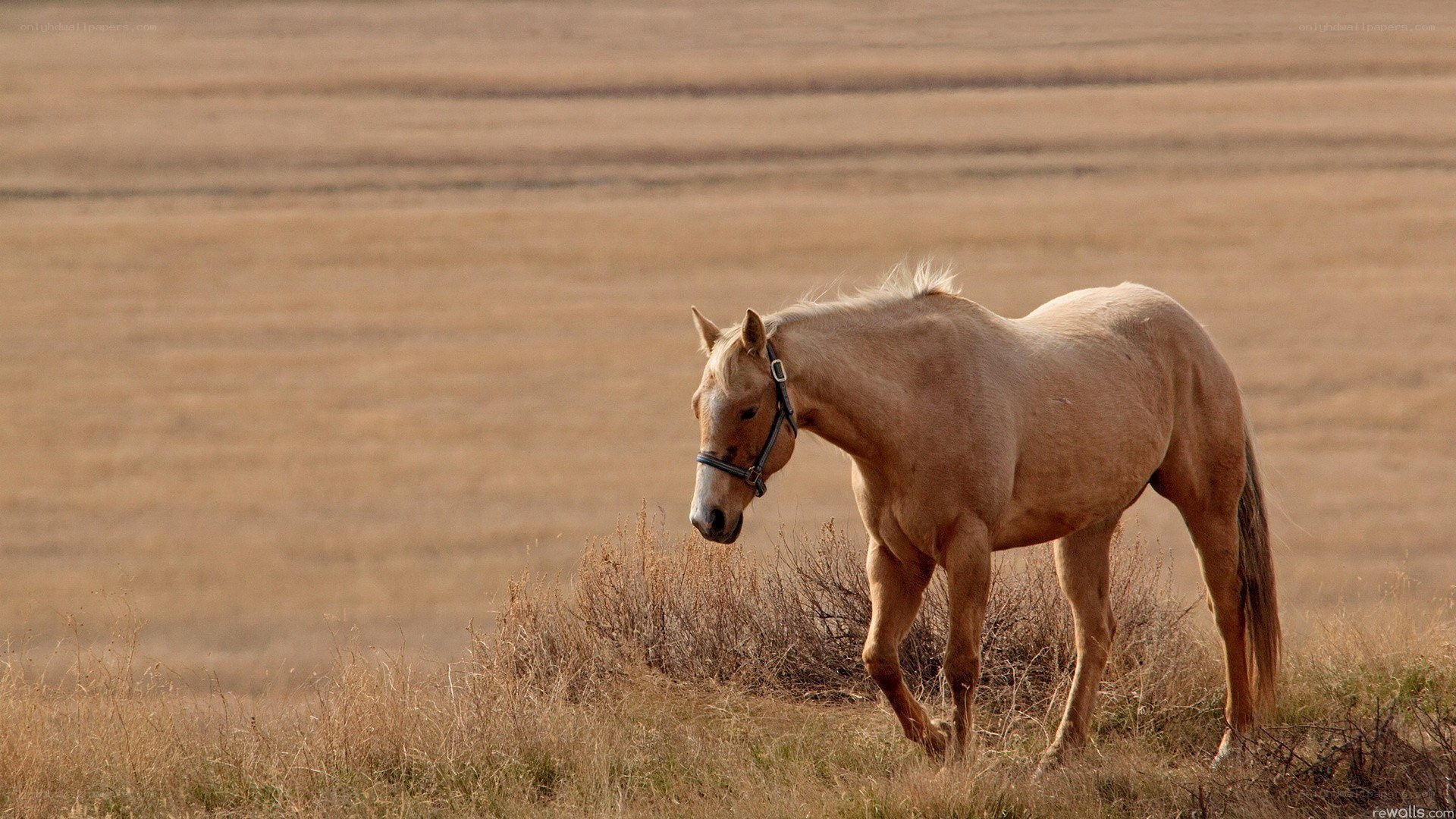 horse in a field