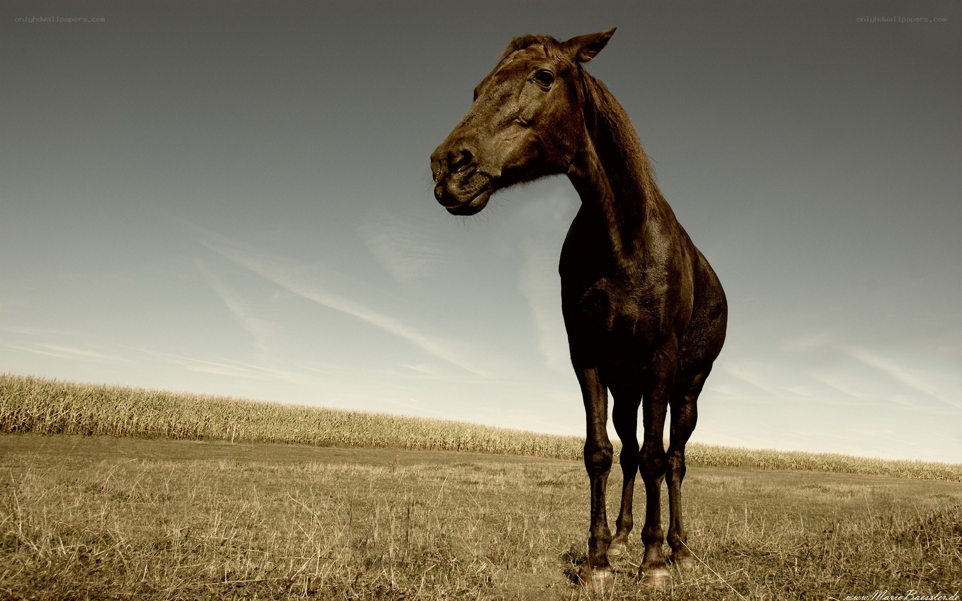 horse in a field