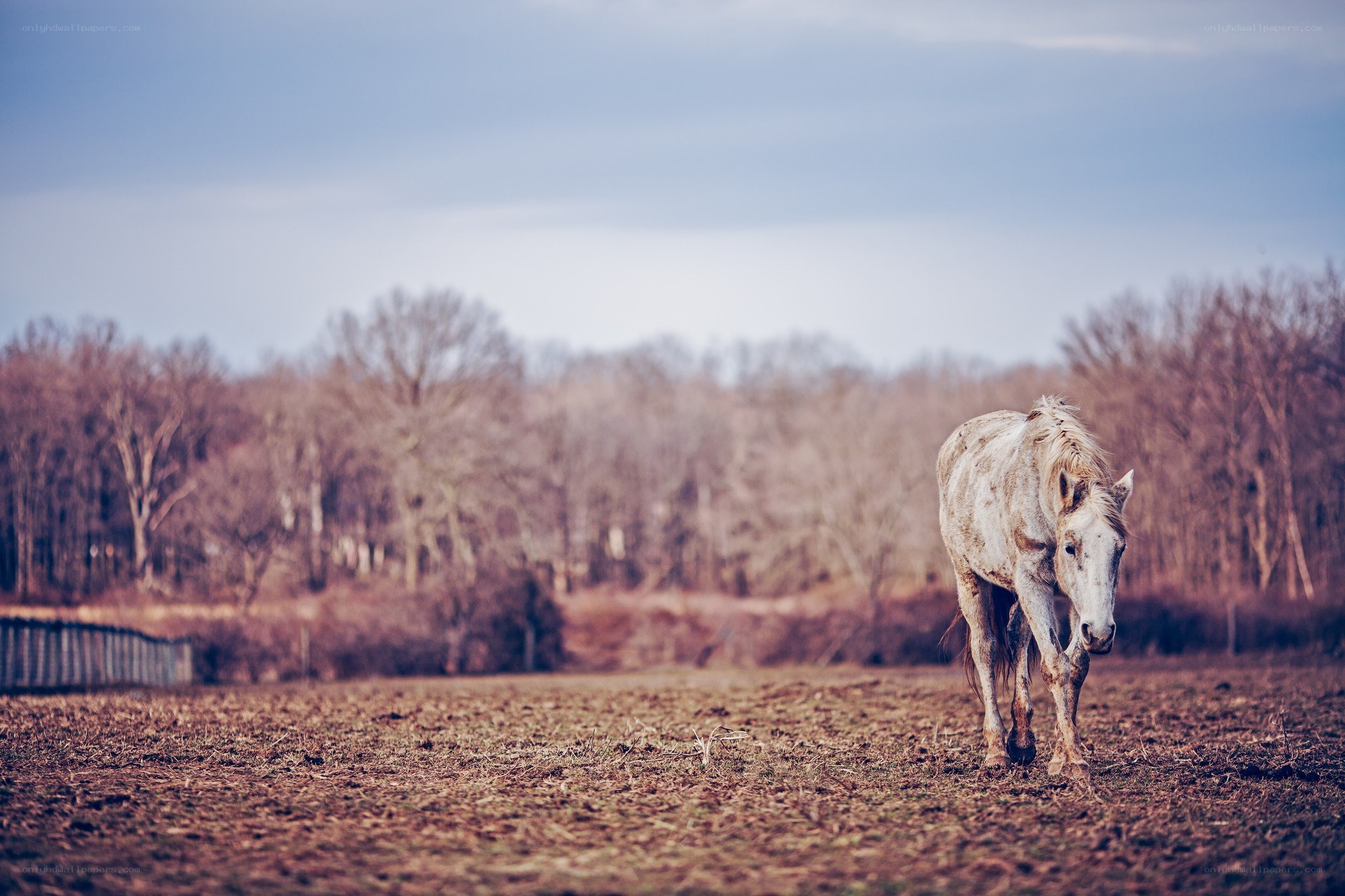 horse in a field
