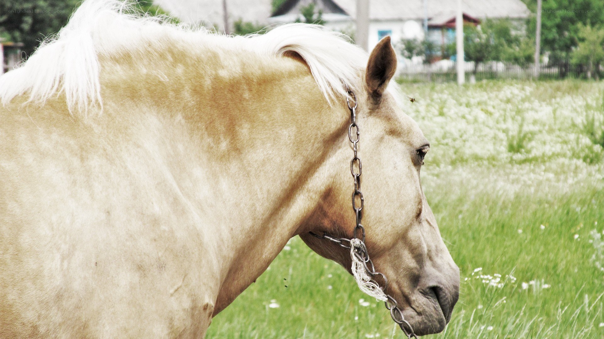 horse in a field
