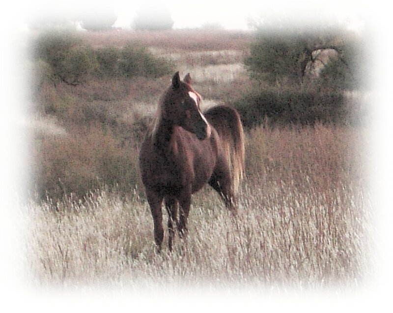 horse in a field