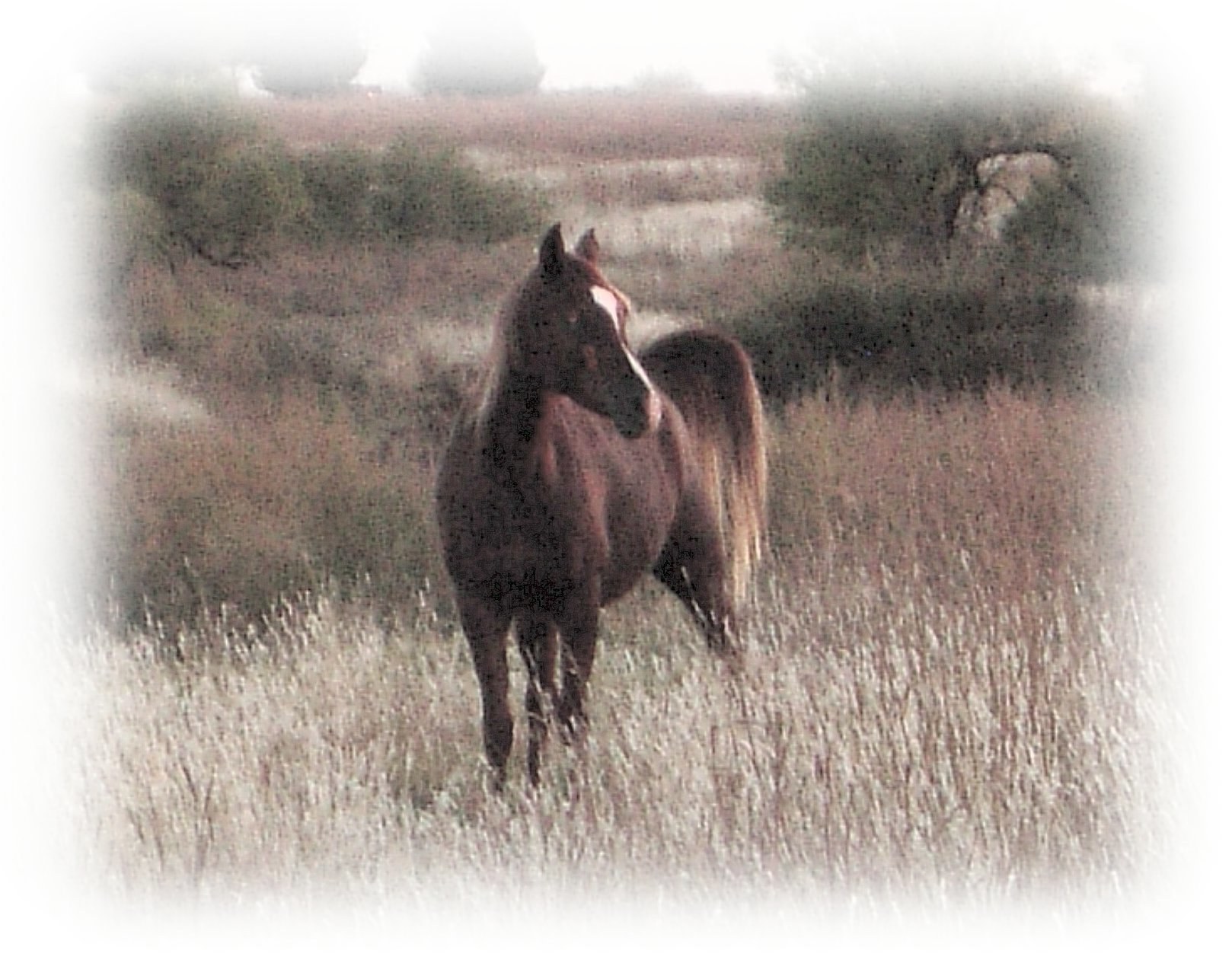 horse in a field