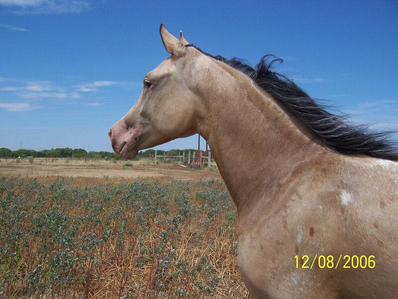 horse in a field