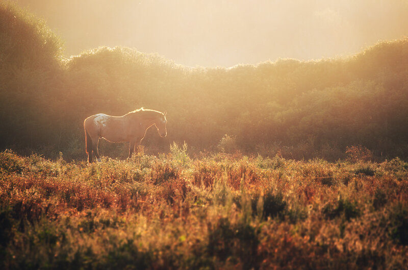 Horse in a Field — Gold