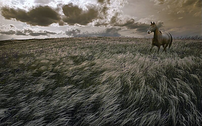 Horse in a Field — Gray