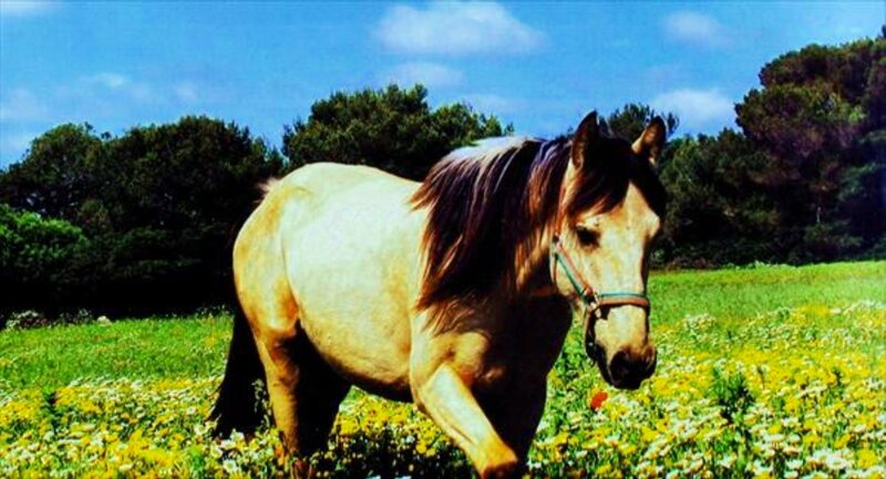 Horse in a Field — Green