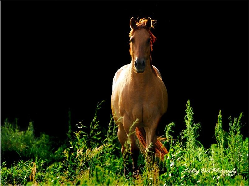 horse in a field of grass
