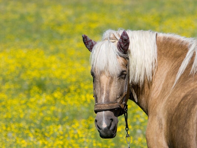 horse in a field of yellow flowers