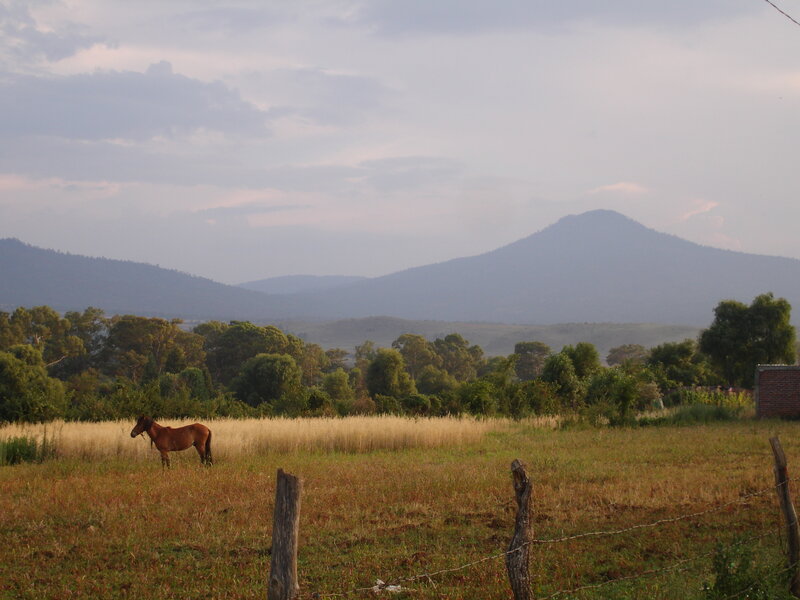 Horse in a field with mountains