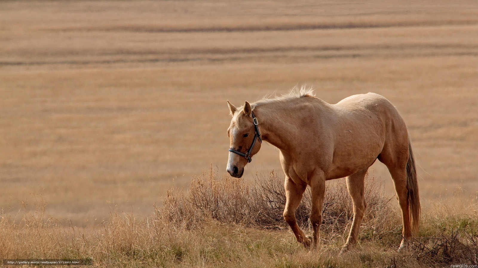 horse in a field