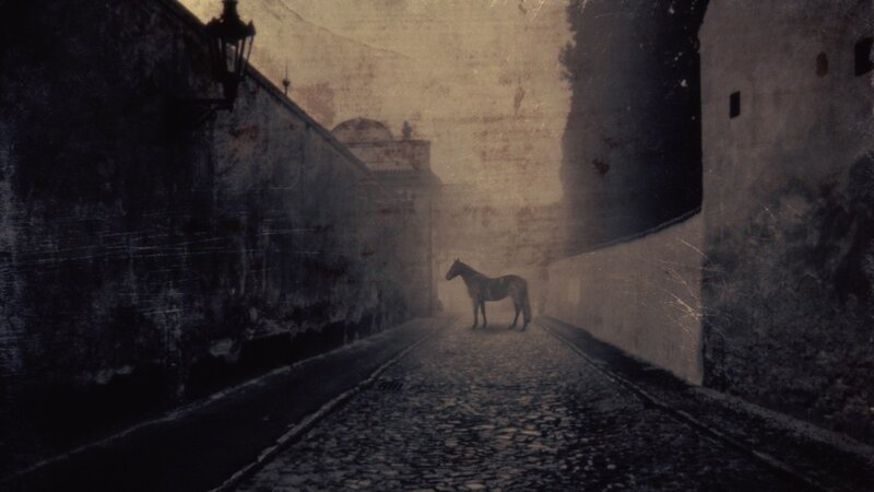 horse in a foggy alley