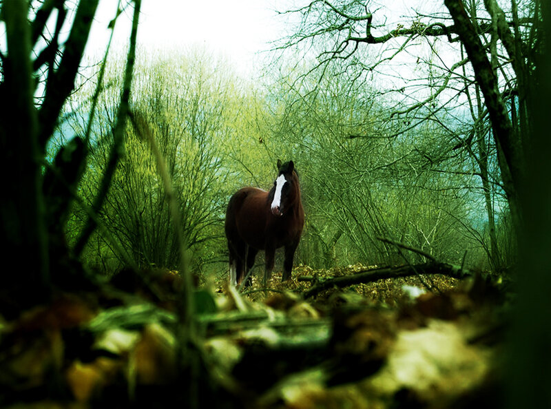 Horse in a forest clearing