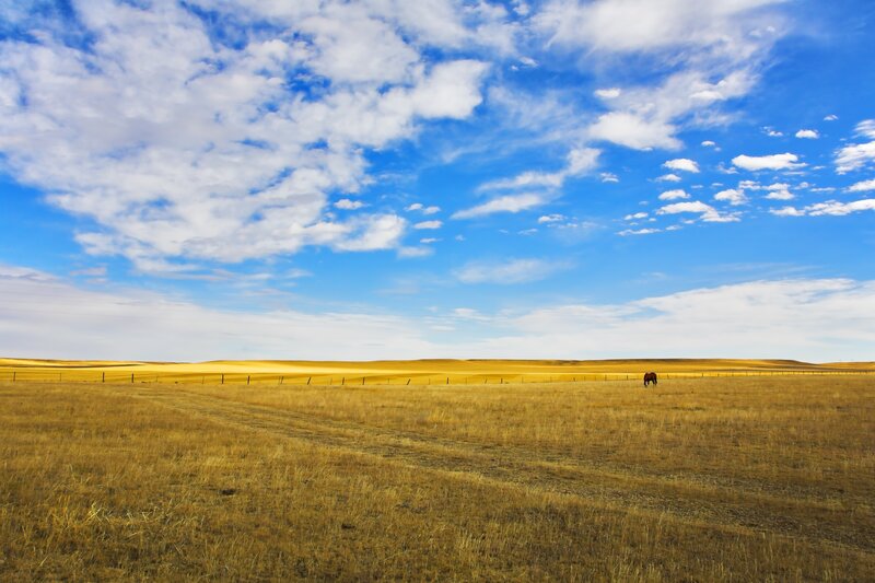 Horse in a golden field